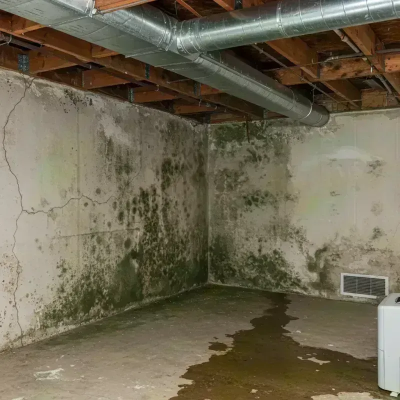 Professional Mold Removal in Country Club, CA